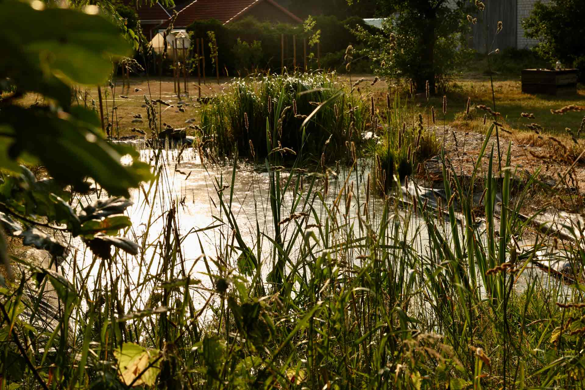 bewusstseinshof-daldorf-reiki Natürlicher Teich mit Schilf und Gräsern, Sonnenlicht spiegelt sich auf der Wasseroberfläche, Umgebung mit Bäumen und Garten.